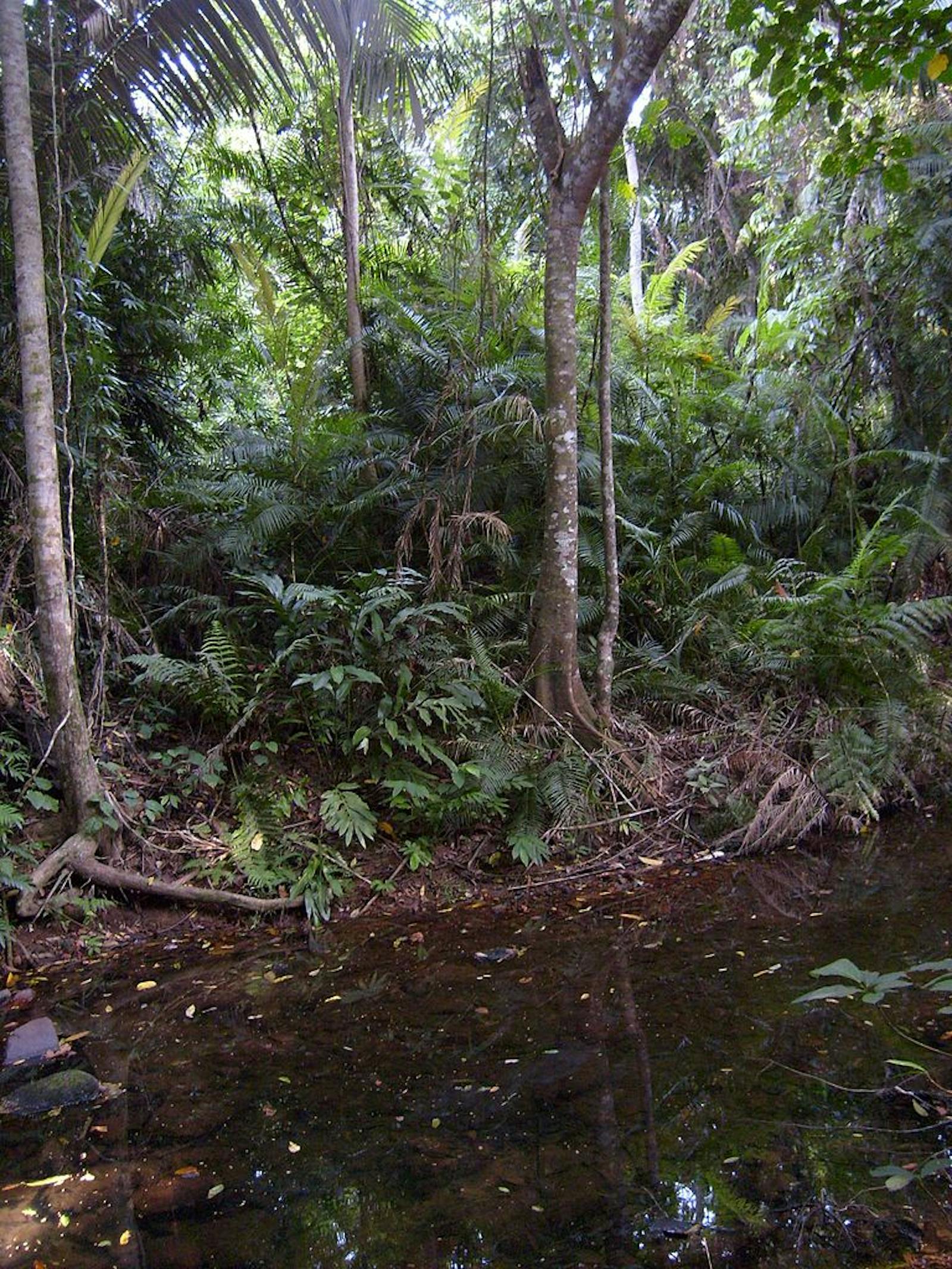 Peninsular Malaysian Rainforests